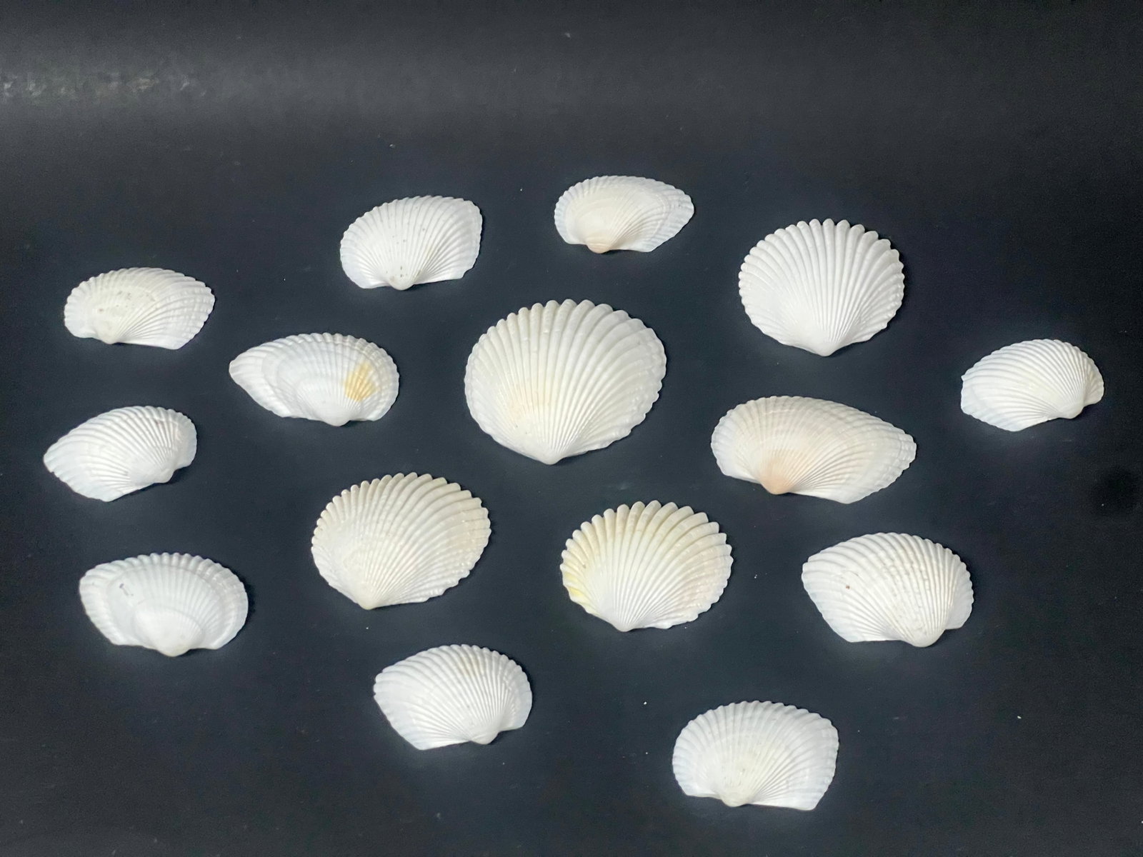 Assorted Seashells 15 Pcs. - 4