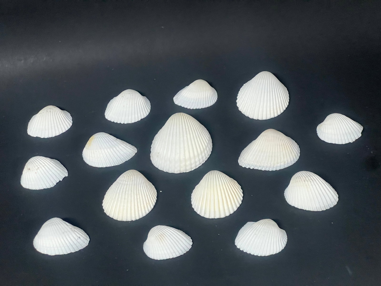 Assorted Seashells 15 Pcs. - 6