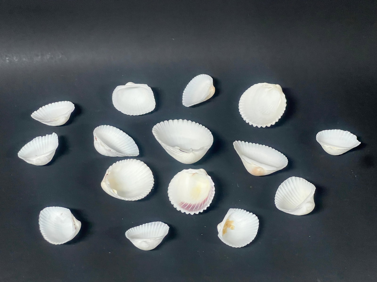 Assorted Seashells 15 Pcs. - 7