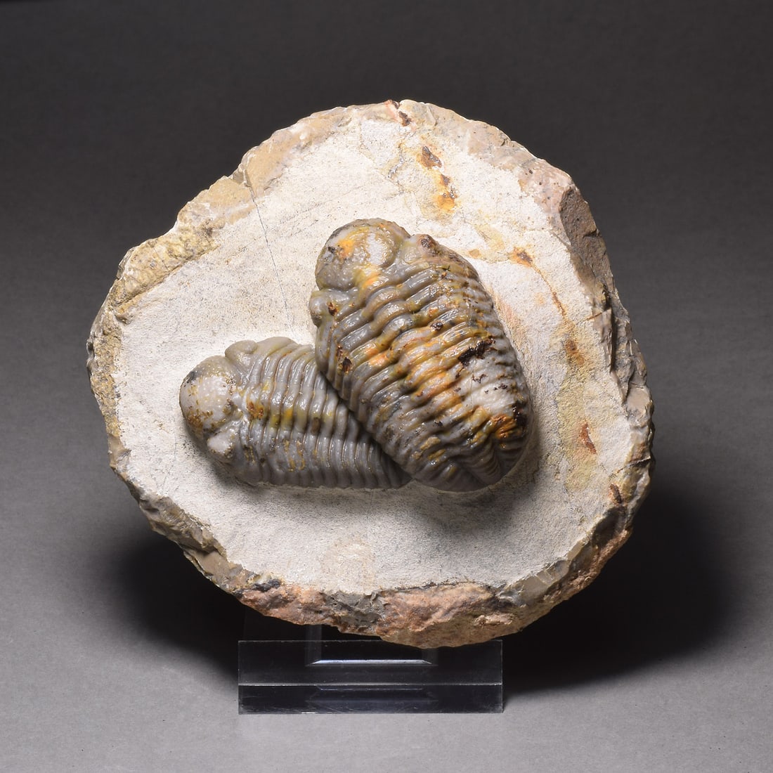 Combo of fine Jorf trilobites - Austerops sp.: Title: Combo of fine Jorf trilobites - Austerops sp. Origin: Morocco Size: c. 5 cm long (largest trilobite) Description: Species: Austerops sp.. Age: Devonian. Locality: Jorf, Morocco. .