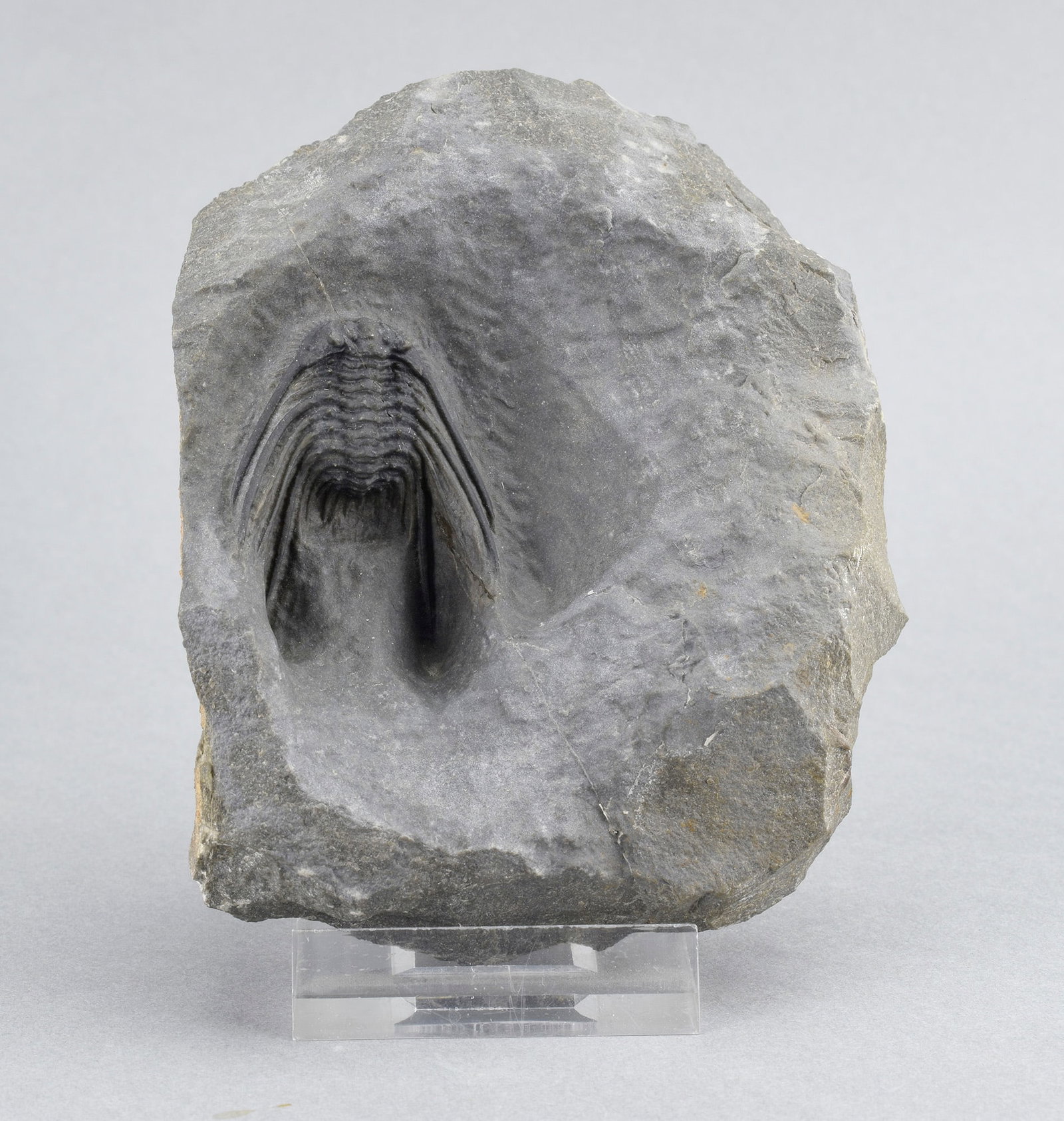 Uncommon trilobite Leonaspis sp.: Title: Uncommon trilobite Leonaspis sp. Origin: Morocco Size: c. 3 cm long trilobite Description: Species: Leonaspis sp.. Age: Devonian. Locality: Morocco. . Measurements: c. 3 cm long trilobite - c. 