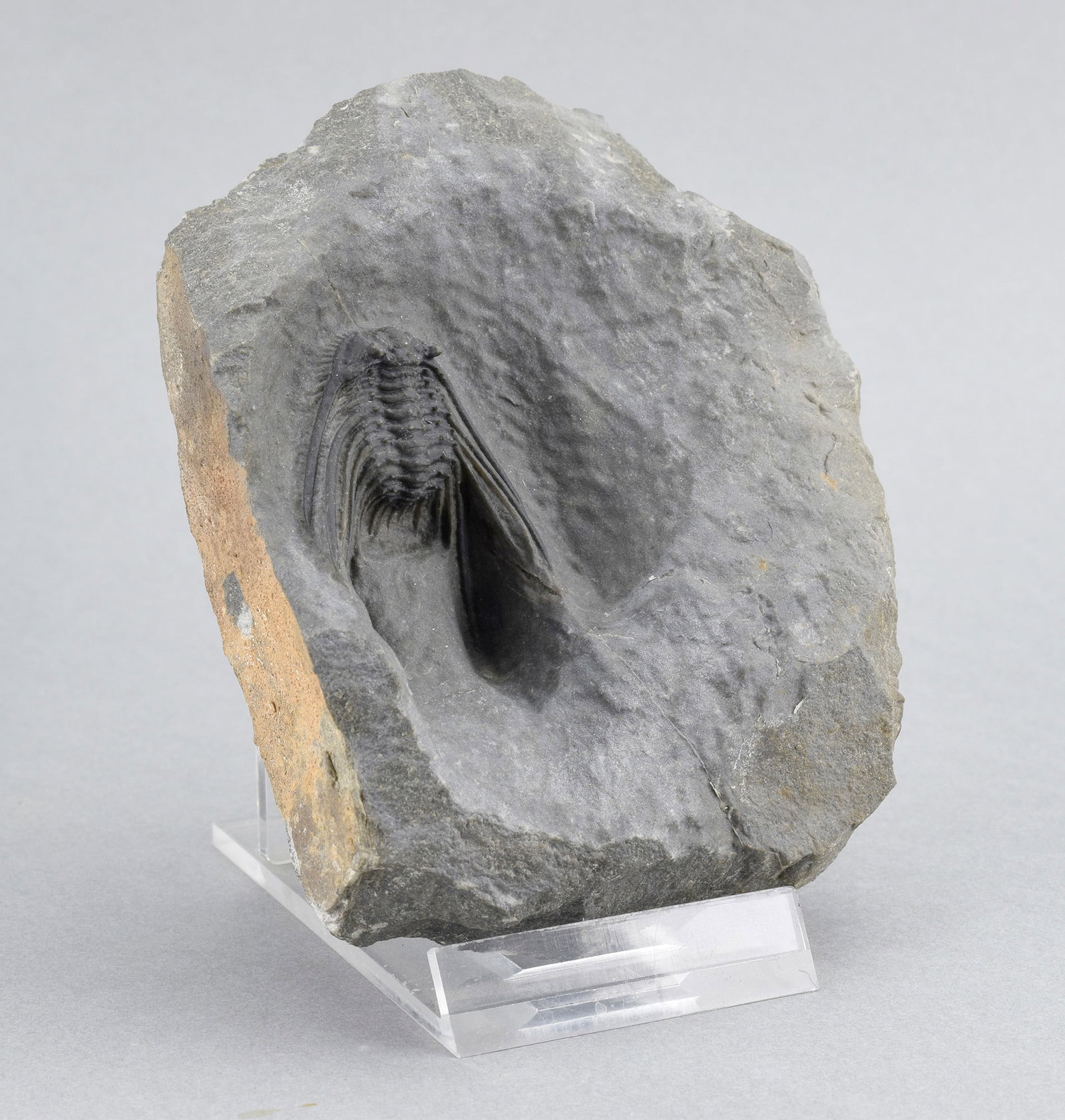 Uncommon trilobite Leonaspis sp. - 2