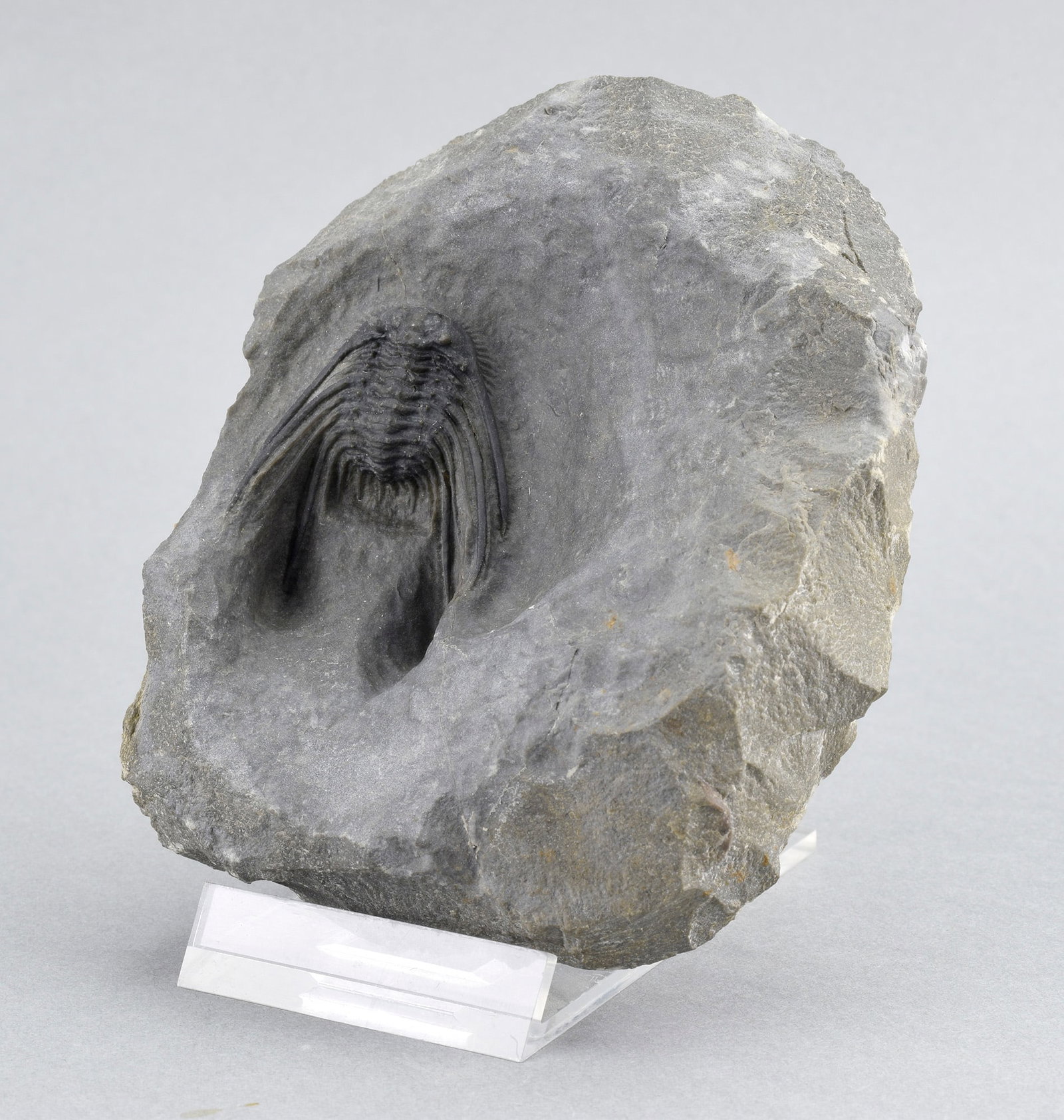 Uncommon trilobite Leonaspis sp. - 3