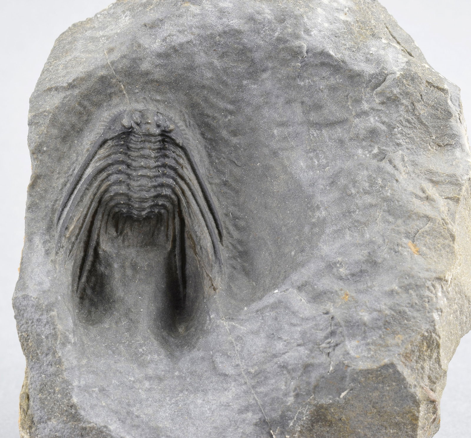 Uncommon trilobite Leonaspis sp. - 4