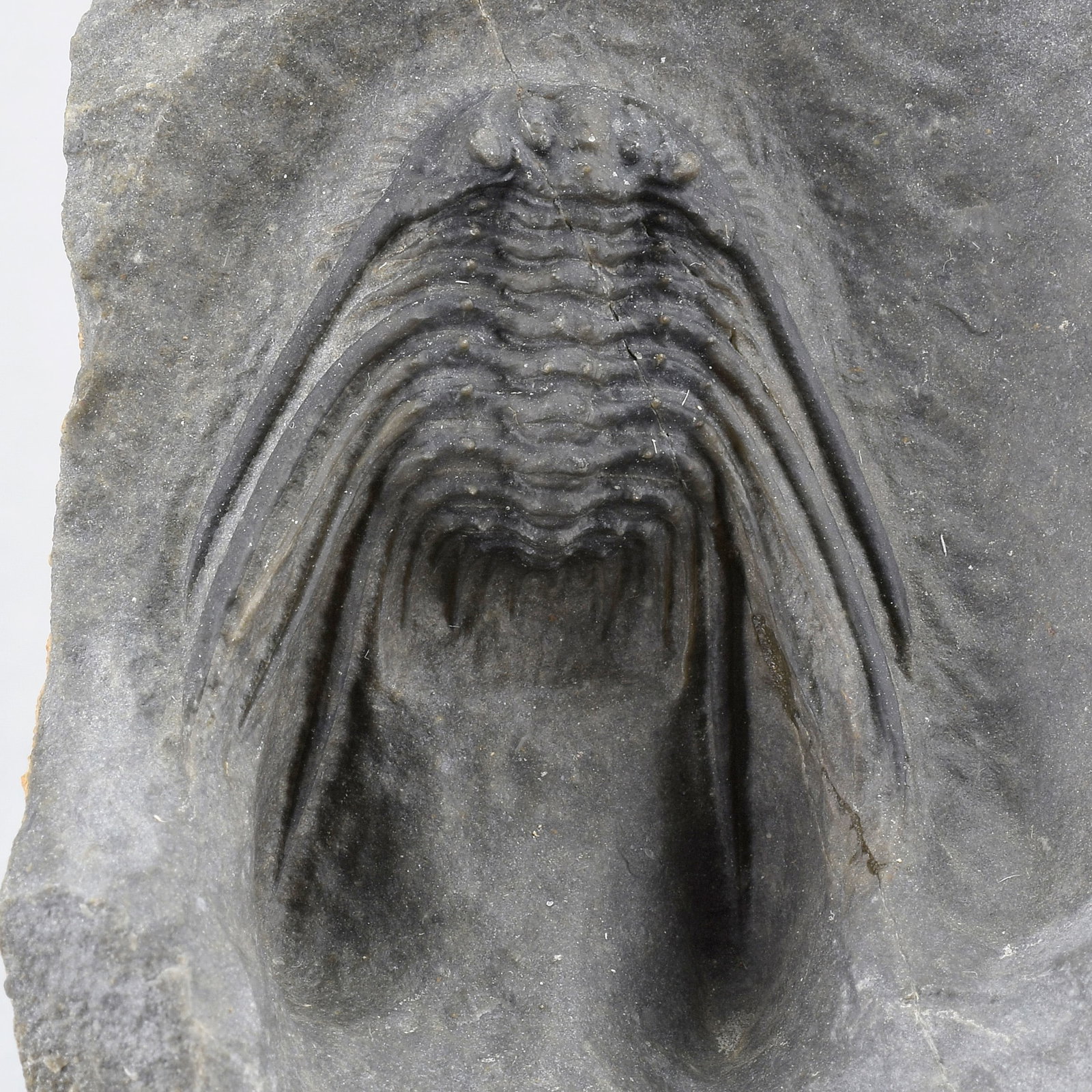 Uncommon trilobite Leonaspis sp. - 5