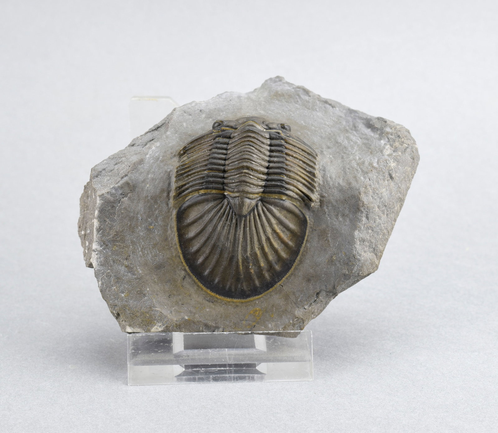 Beautiful trilobite Scabriscutellum: Title: Beautiful trilobite Scabriscutellum Origin: Morocco Size: c. 5.5 cm long trilobite - if outstretched Description: Species: Scabriscutellum sp. Age: Devonian Locality: Morocco Measurements: c. 5