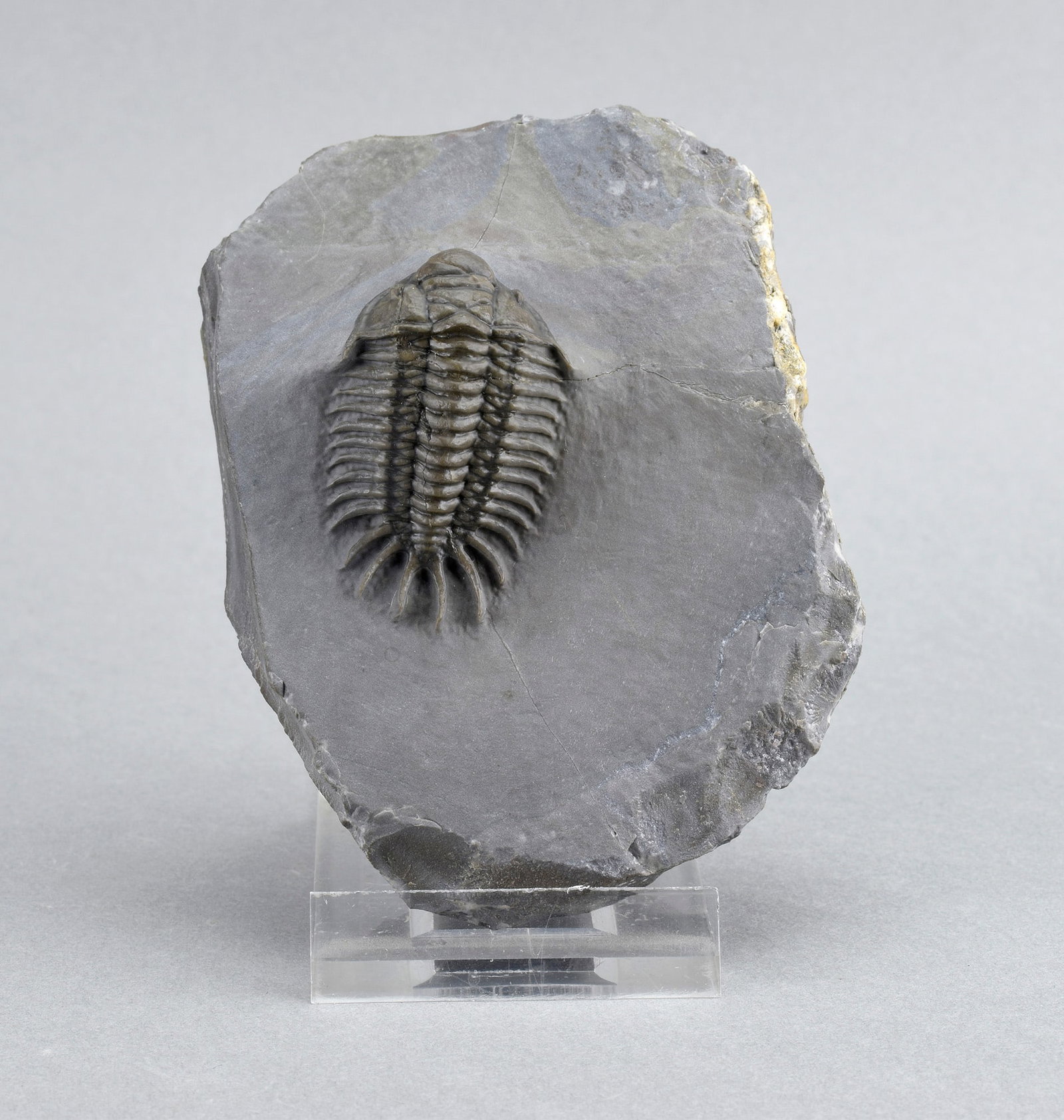 Rare trilobite Crotalocephalus africanus: Title: Rare trilobite Crotalocephalus africanus Origin: Morocco Size: c. 4 cm long trilobite Description: Species: Crotalocephalus africanus Age: Devonian Locality: Jorf, Morocco Measurements: c. 4 cm