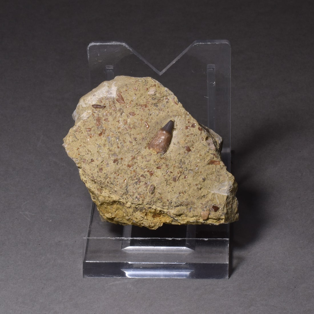 Collection of seven "bonebed" fossils: Title: Collection of seven "bonebed" fossils Origin: Germany Size: 6 to 115 mm Description: Species: Mastodonsaurus, Birgeria, Neusticosaurus and Saurichthys Age: Triassic, Keuper Locality: