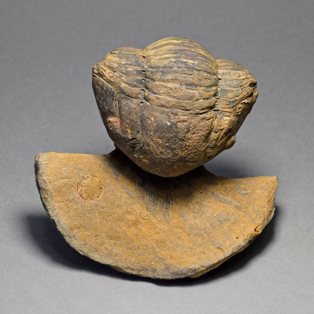 Rare trilobite Caudillaenus nicolasi: Title: Rare trilobite Caudillaenus nicolasi Origin: Morocco Size: 15.5 cm long trilobite - if outstretched Description: Species: Caudillaenus nicolasi Age: Ordovician Locality: Morocco Measurements: 1