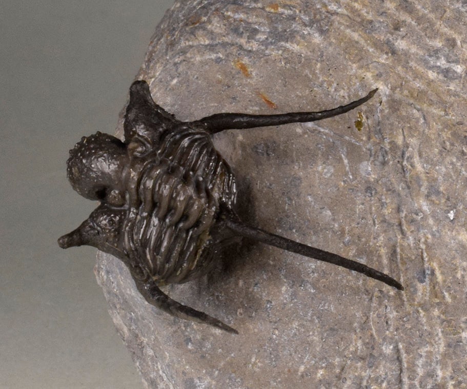 Flying-prepared Cyphaspis with Hollardops and Phacops trilobites: Title: Flying-prepared Cyphaspis with Hollardops and Phacops trilobites Origin: Morocco Size: c. 33 mm long (Cyphaspis) - c. 12 x 9.5 x 6.5 cm (matrix) Description: Species: Cyphaspis, Hollardops and 