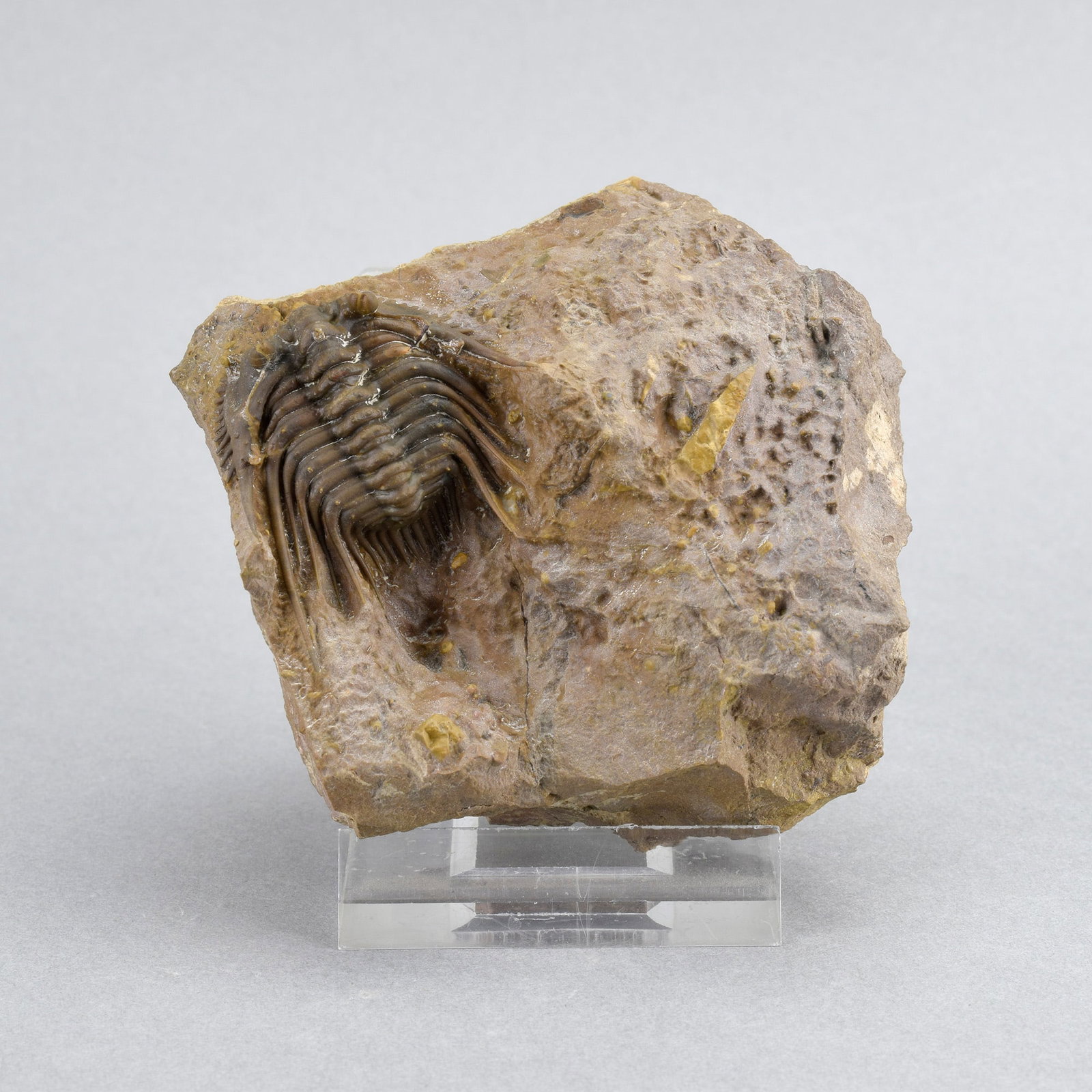 Rare trilobite Kettneraspis dickinsoni: Title: Rare trilobite Kettneraspis dickinsoni Origin: Morocco Size: c. 3.1 cm long trilobite Description: Species: Kettneraspis dickinsoni Age: Devonian Locality: Morocco Measurements: c. 3.1 cm long 