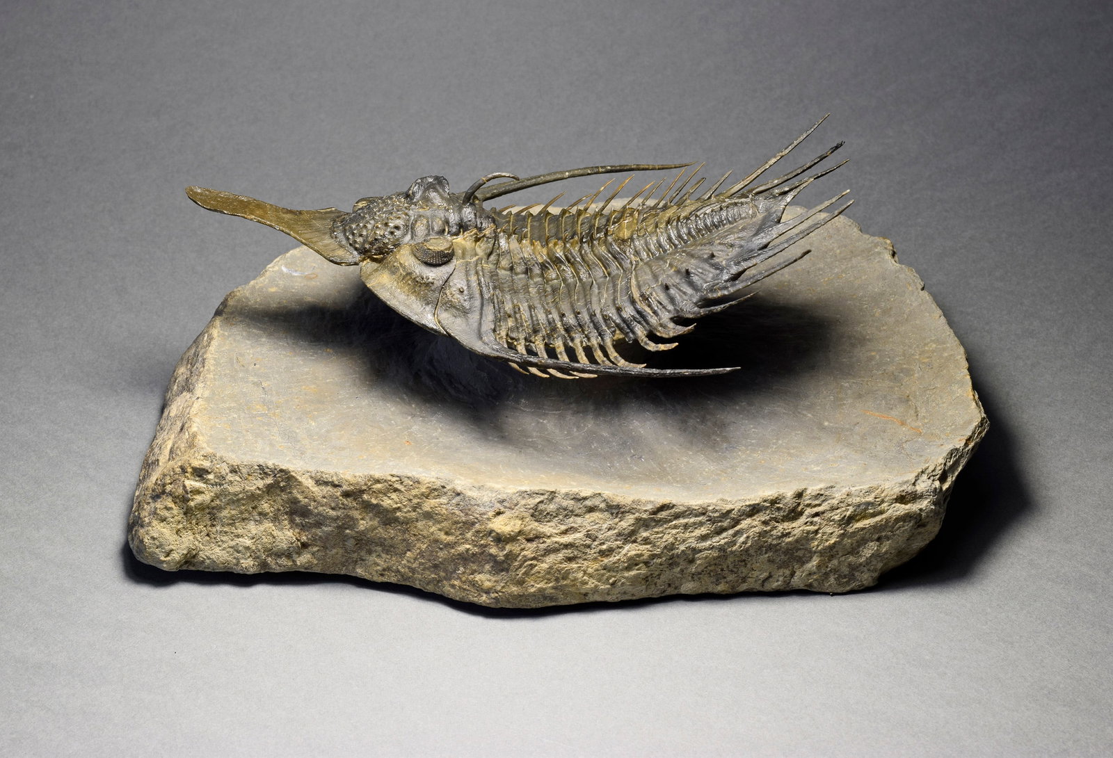 Superb large Psychopyge cf. termierorum: Title: Superb large Psychopyge cf. termierorum Origin: Morocco Size: c. 13.5 cm long trilobite Description: Species: Psychopyge cf. termierorum Age: Devonian Locality: Morocco Measurements: c. 13.5 cm