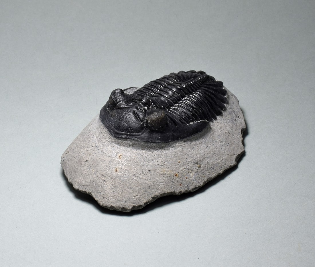 Fine trilobite Hollardops mesocristata - 2