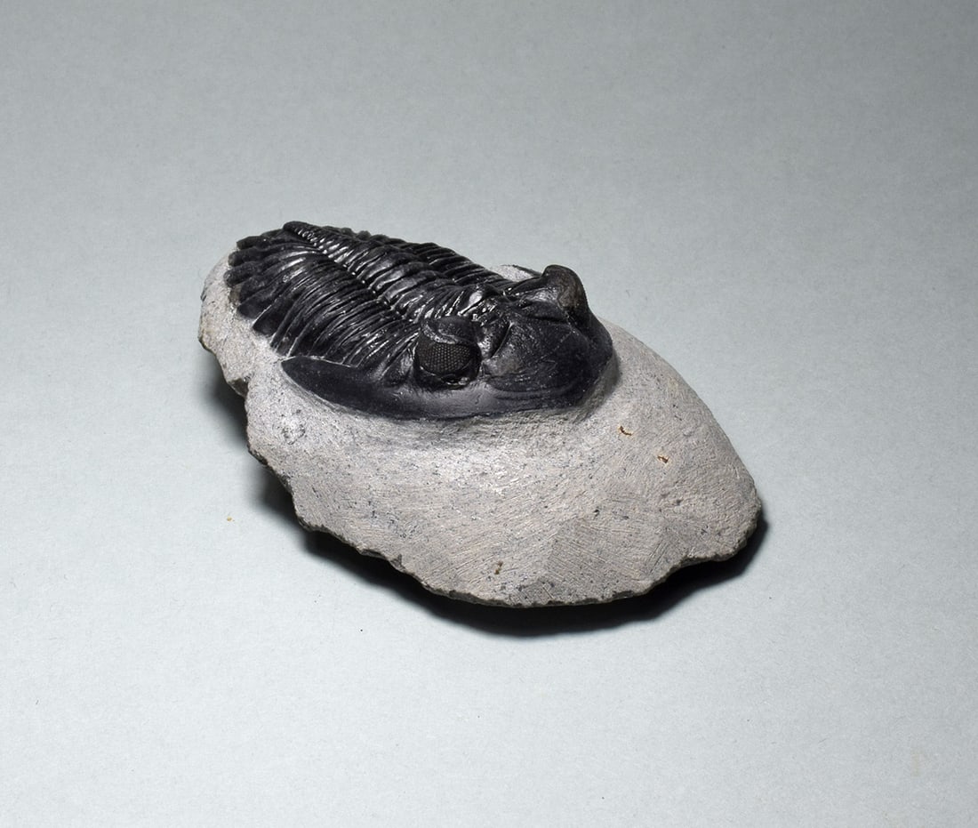 Fine trilobite Hollardops mesocristata - 3
