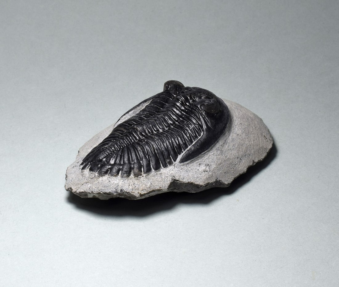 Fine trilobite Hollardops mesocristata - 4