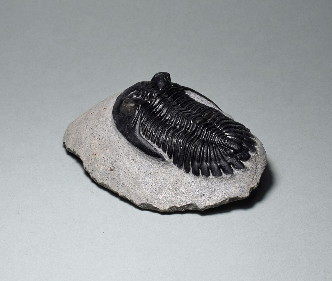 Fine trilobite Hollardops mesocristata - 5