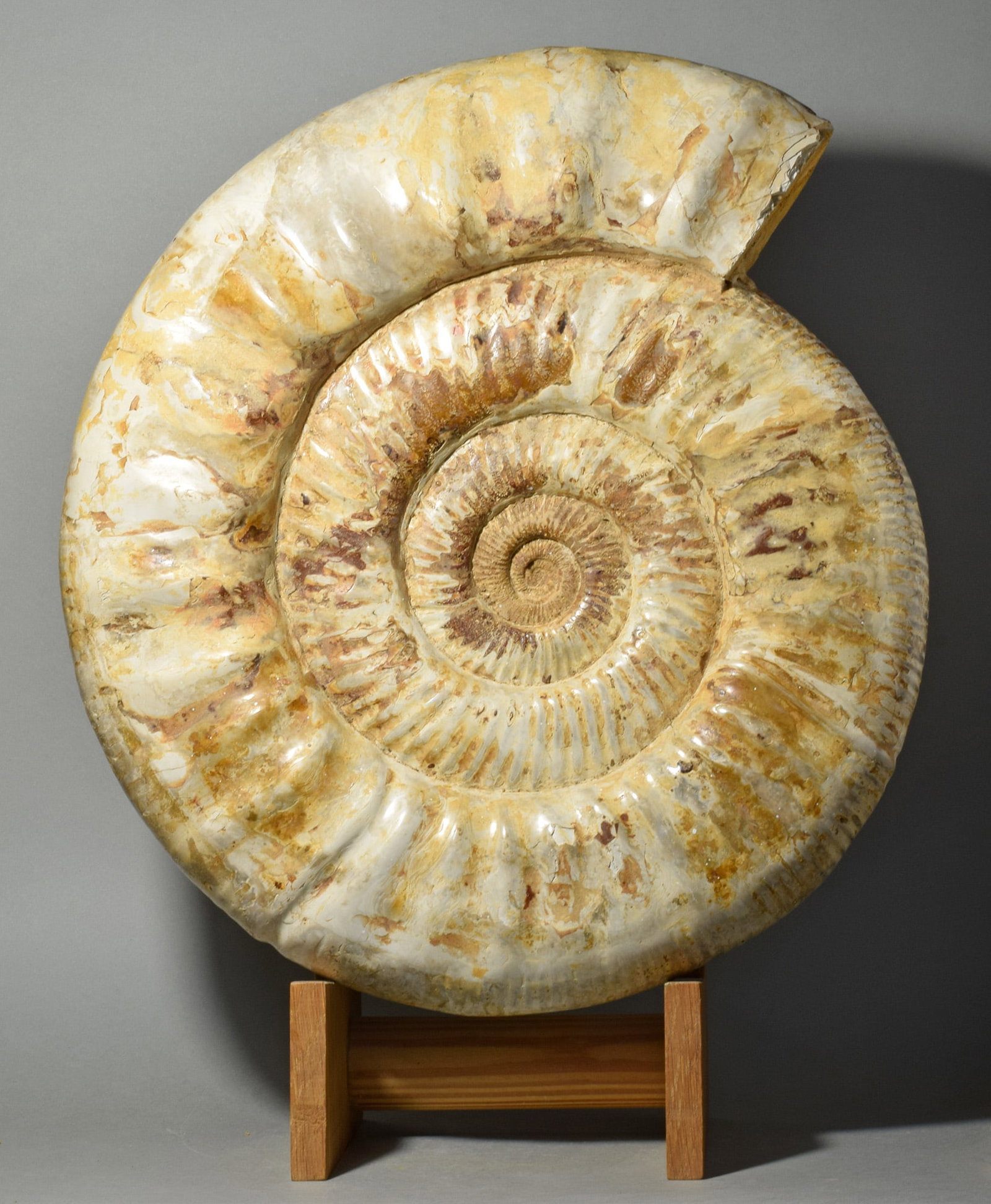 Magnificent 36.5 cm ammonite - Prososphinctes sp.: Title: Magnificent 36.5 cm ammonite - Prososphinctes sp. Origin: Madagascar Size: 36.5 cm diameter Description: Species: Prososphinctes sp. Age: Jurassic, Oxfordian Locality: Sakaraha, Madagascar