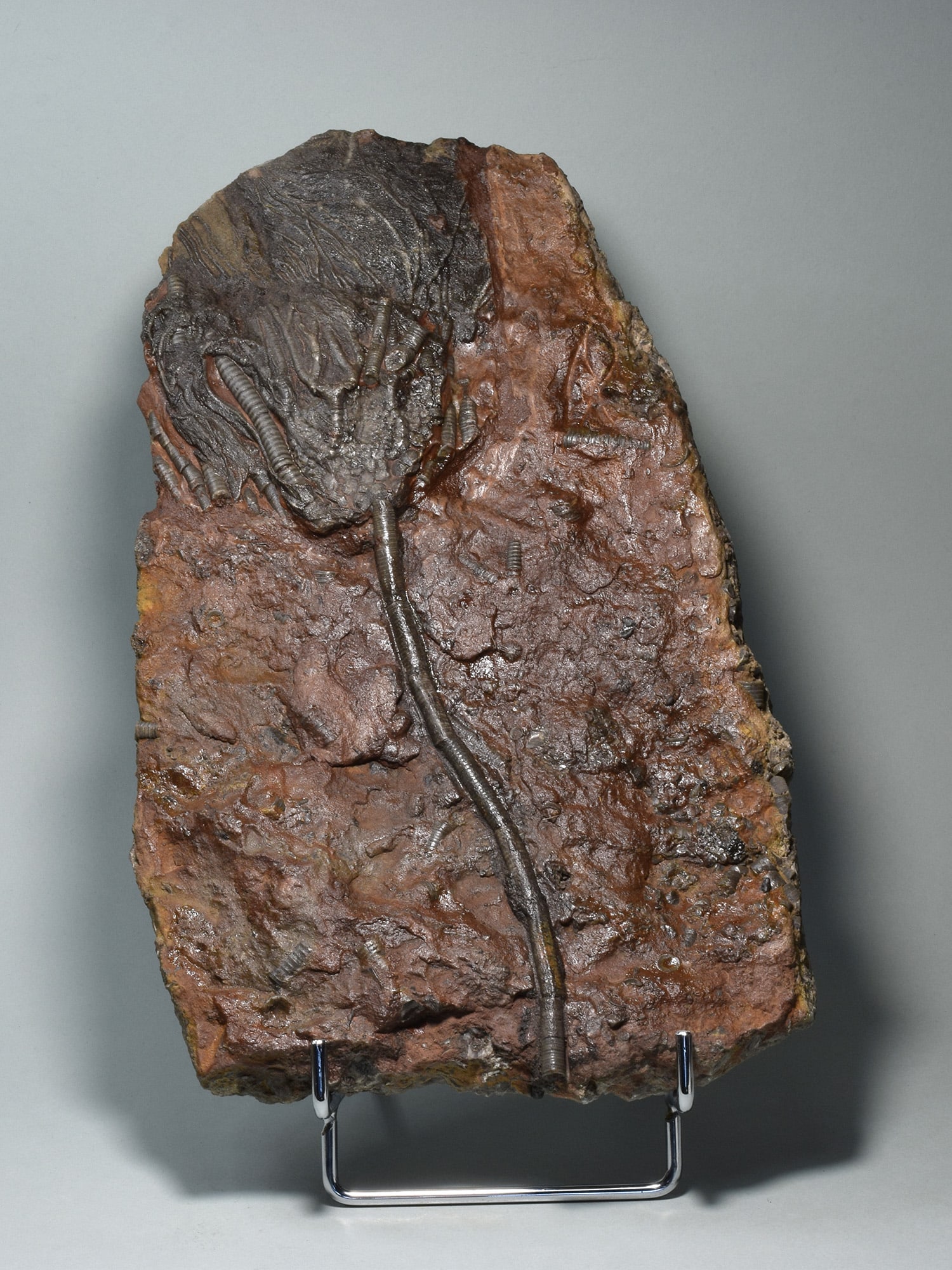 Nice crinoid on slab - Scyphocrinites elegans: Title: Nice crinoid on slab - Scyphocrinites elegans Origin: Morocco Size: 26.5 x 16 cm Description: Species: Scyphocrinites elegans Age: Silurian Locality: Morocco Measurements: c. 26.5 x 16 cm