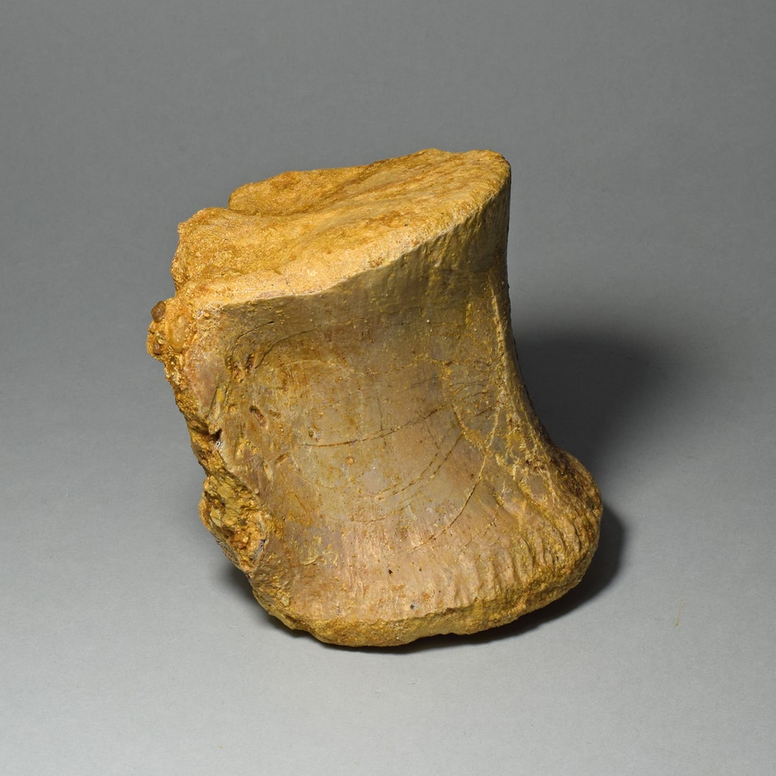 Fine dinosaur vertebra - Carcharodontosaurus saharicus: Title: Fine dinosaur vertebra - Carcharodontosaurus saharicus Origin: Morocco Size: 8 x 6 x 7 cm Description: Species: Carcharodontosaurus saharicus Age: Cretaceous, Cenomanian Locality: near Taouz,