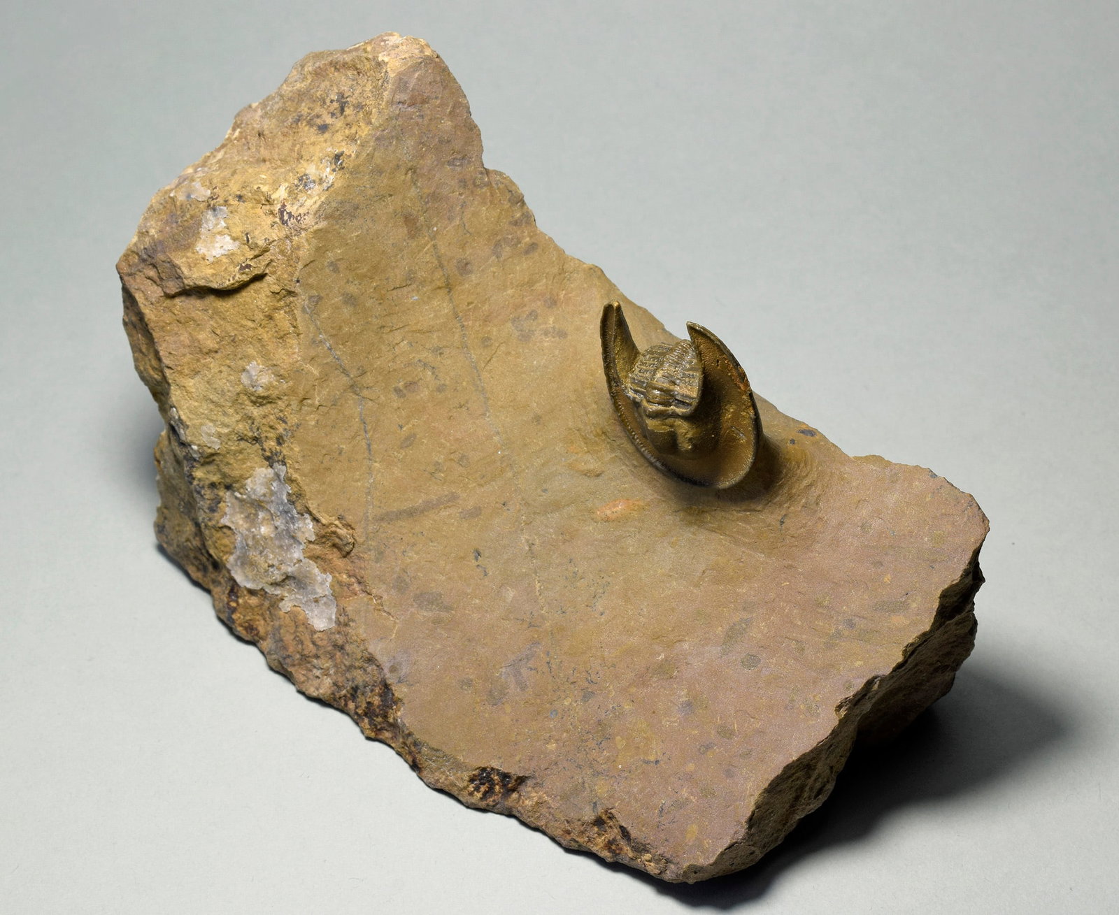 Beautiful trilobite Lioharpes wendti - 6