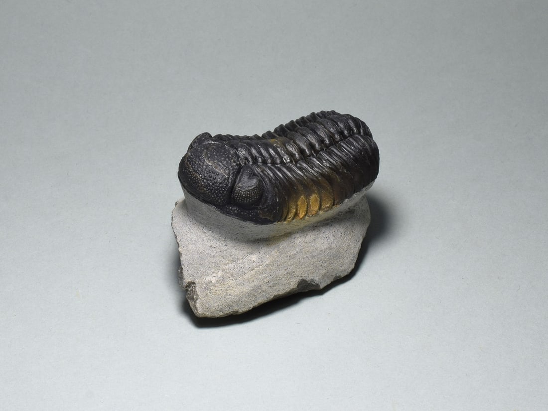 Barrandeops trilobite in brown calcite - 2