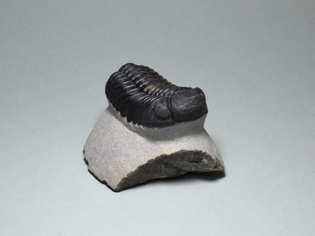 Barrandeops trilobite in brown calcite - 3