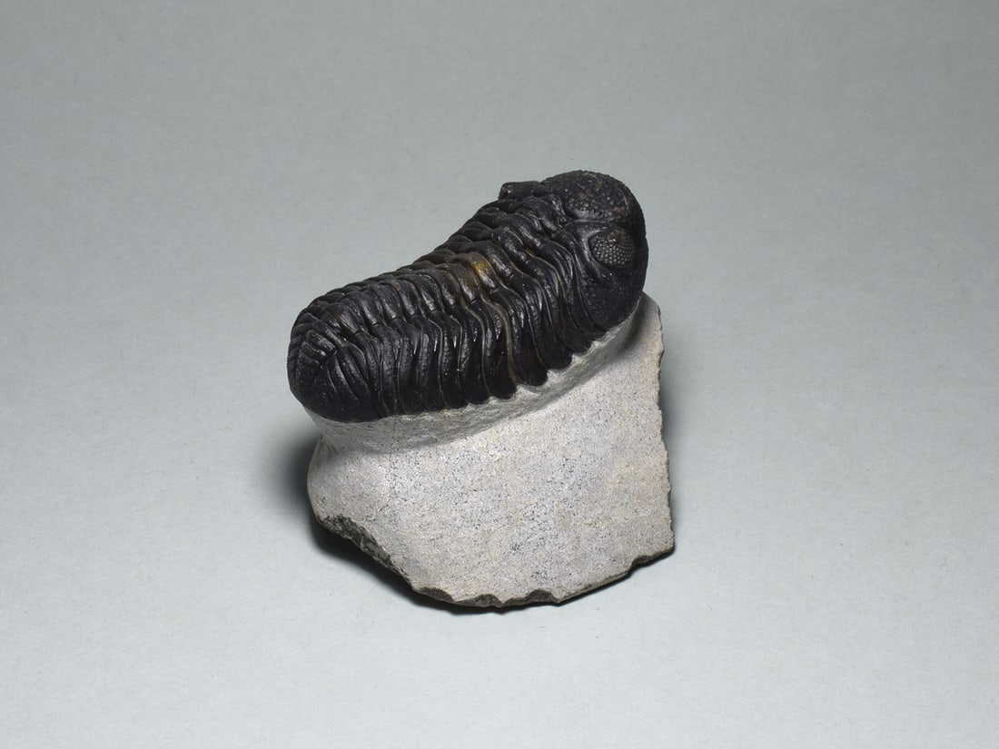 Barrandeops trilobite in brown calcite - 4