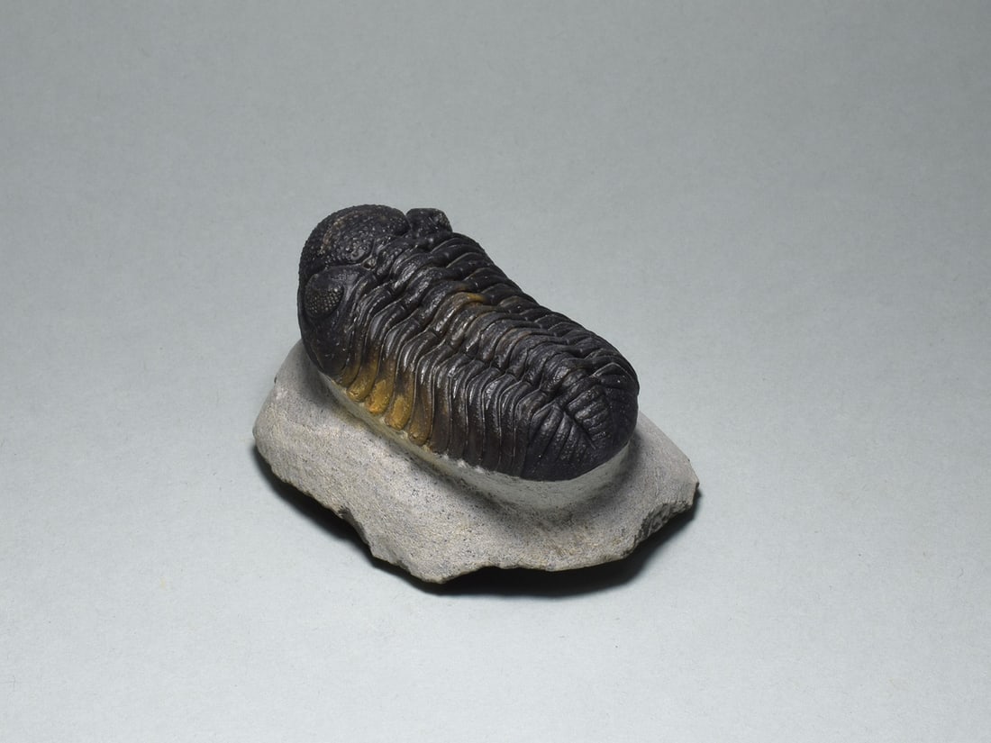 Barrandeops trilobite in brown calcite - 5