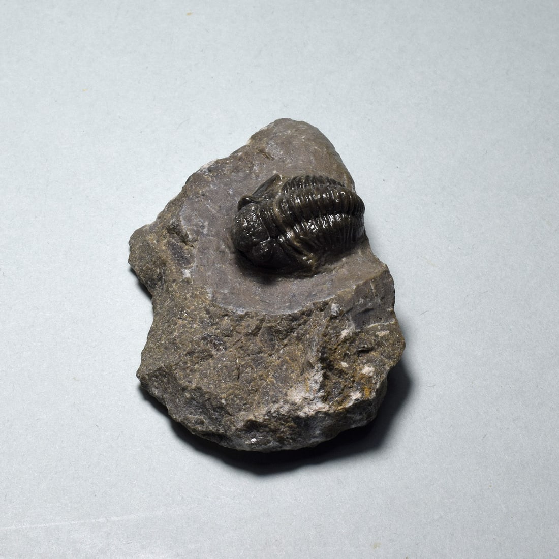 Fine miniature trilobite - Gerastos tuberculatus: Title: Fine miniature trilobite - Gerastos tuberculatus Origin: Morocco Size: 1.8 cm long (trilobite) Description: Species: Gerastos tuberculatus Age: Devonian Locality: Foum Zguid, Morocco