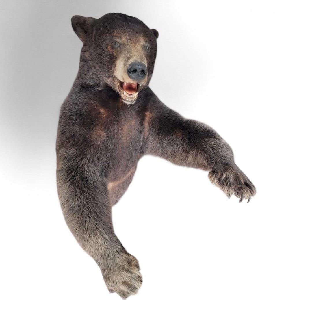 Vintage Half Life-Size Taxidermy Bear (1 of 3)