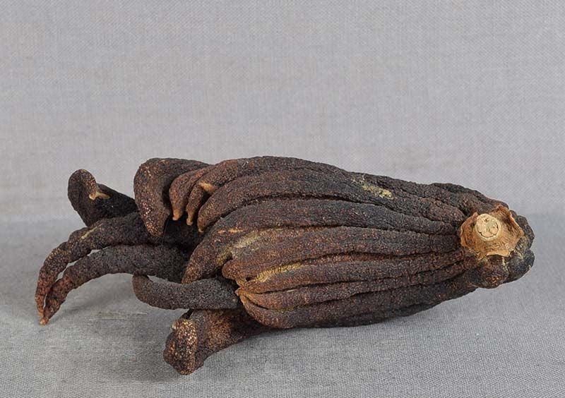 19c Chinese scholar’s Buddha’s hand citron: Late Qing Dynasty (1890s to 1910s) Chinese natural dried Buddha’s hand citrus fruit for placement on a scholar’s desk or an altar. Superb natural design, beautiful skin texture, overall