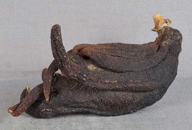 19c Chinese scholar’s Buddha’s hand citron - 2