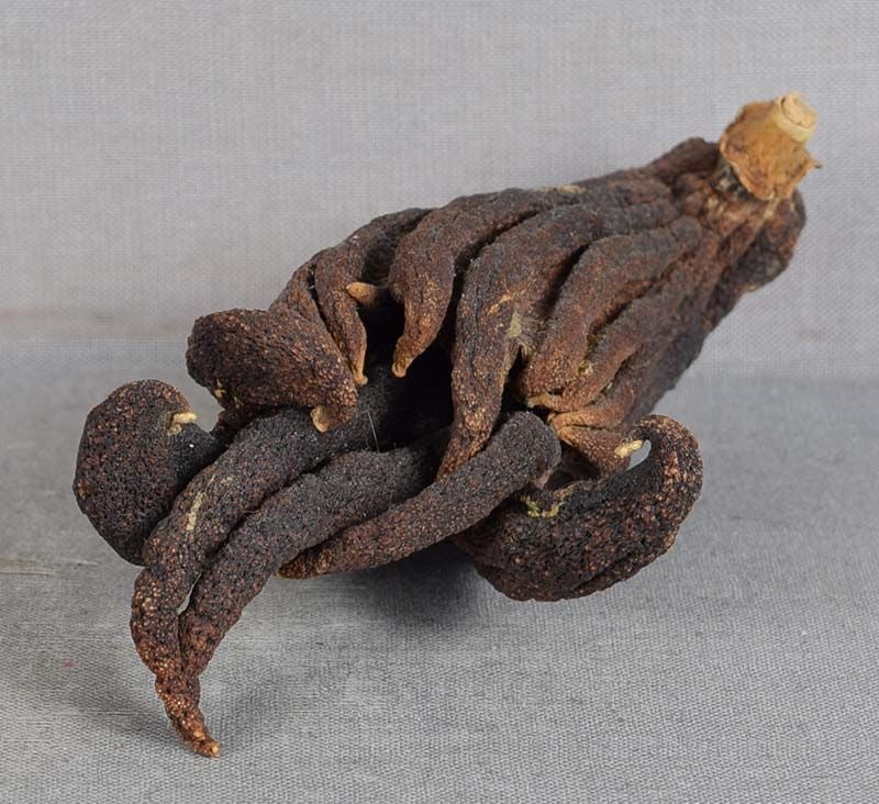 19c Chinese scholar’s Buddha’s hand citron - 3