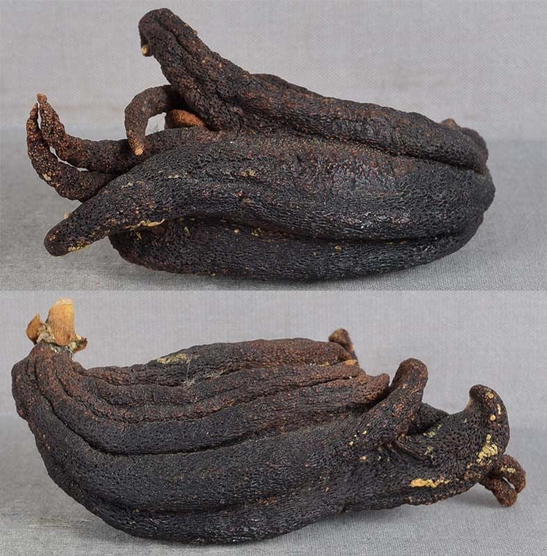 19c Chinese scholar’s Buddha’s hand citron - 4
