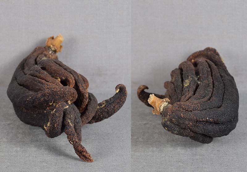 19c Chinese scholar’s Buddha’s hand citron - 5