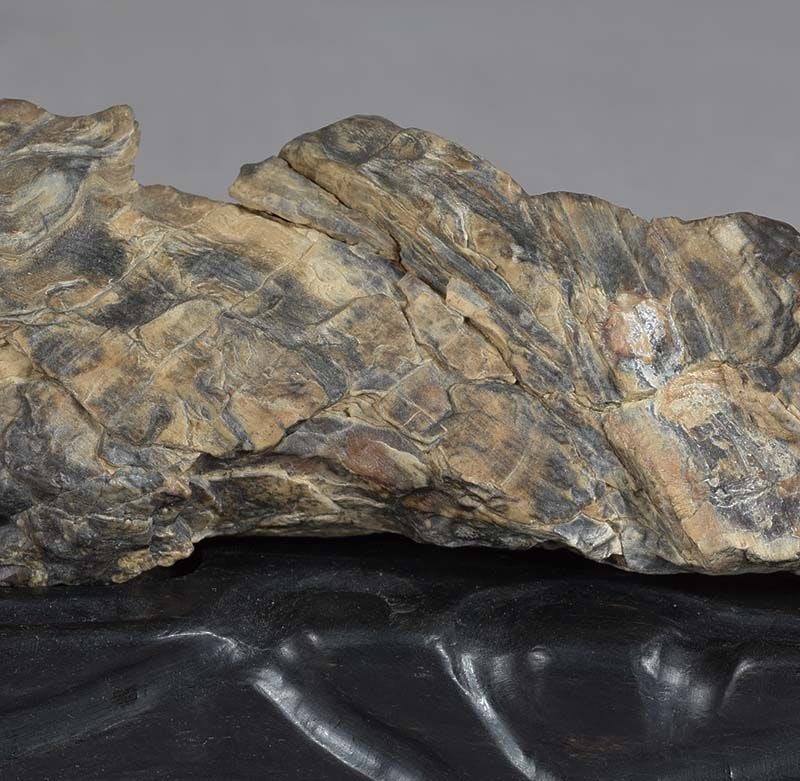19c Chinese SCHOLAR’S ROCK / brush rest PETRIFIED WOOD ebony stand - 5