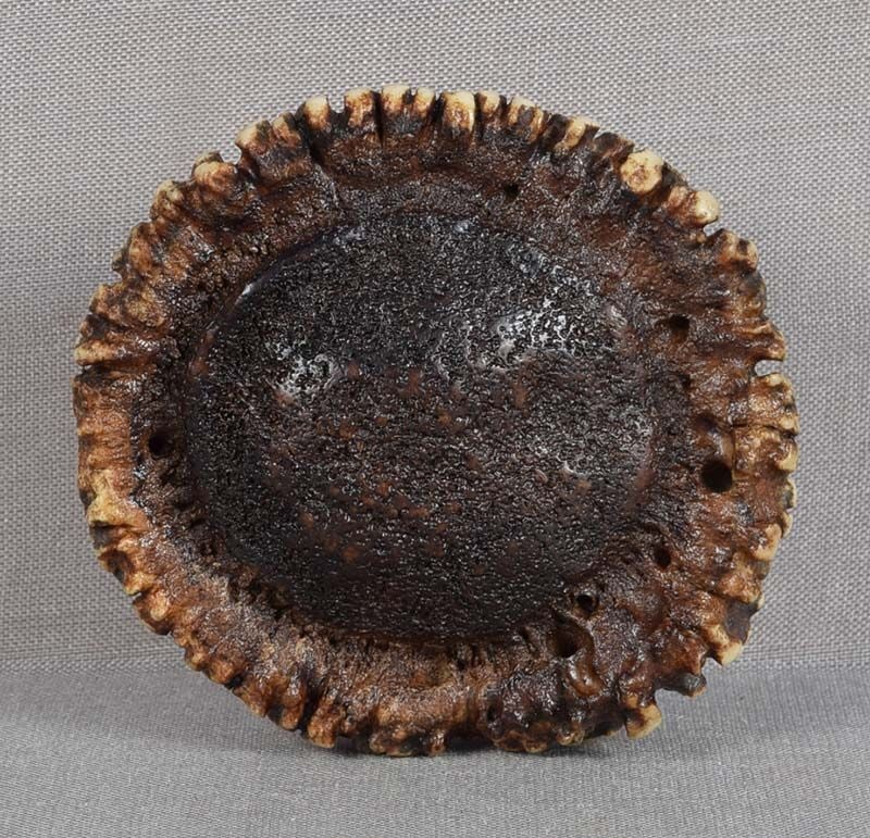 19c netsuke STAGHORN CORONET: 19th century netsuke in button form carved out of the coronet part of a deer antler. Strong early piece, nicely chunky, beautiful staining, warm patina, natural blemishes as is usual with staghorn,