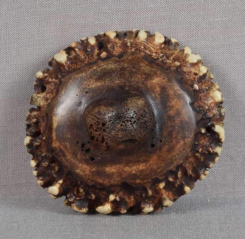 19c netsuke STAGHORN CORONET - 3