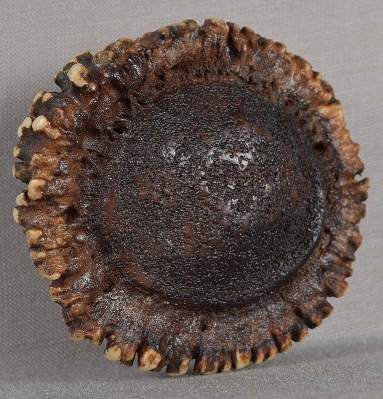 19c netsuke STAGHORN CORONET - 6