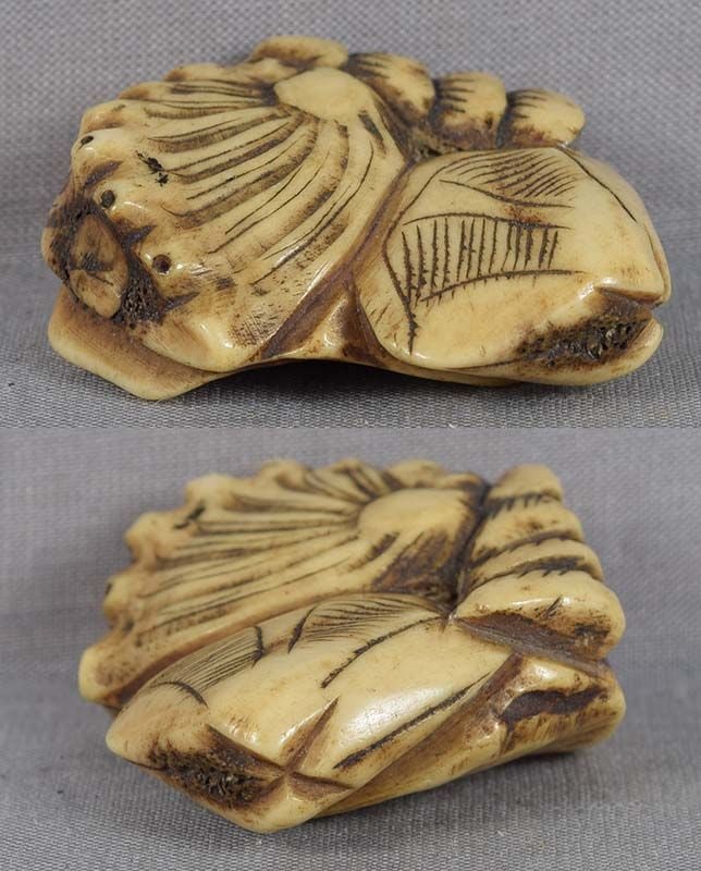 Early 19c staghorn netsuke VARIOUS SEASHELLS - 2