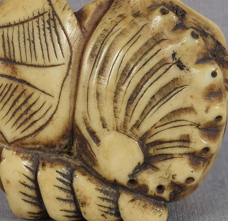 Early 19c staghorn netsuke VARIOUS SEASHELLS - 4