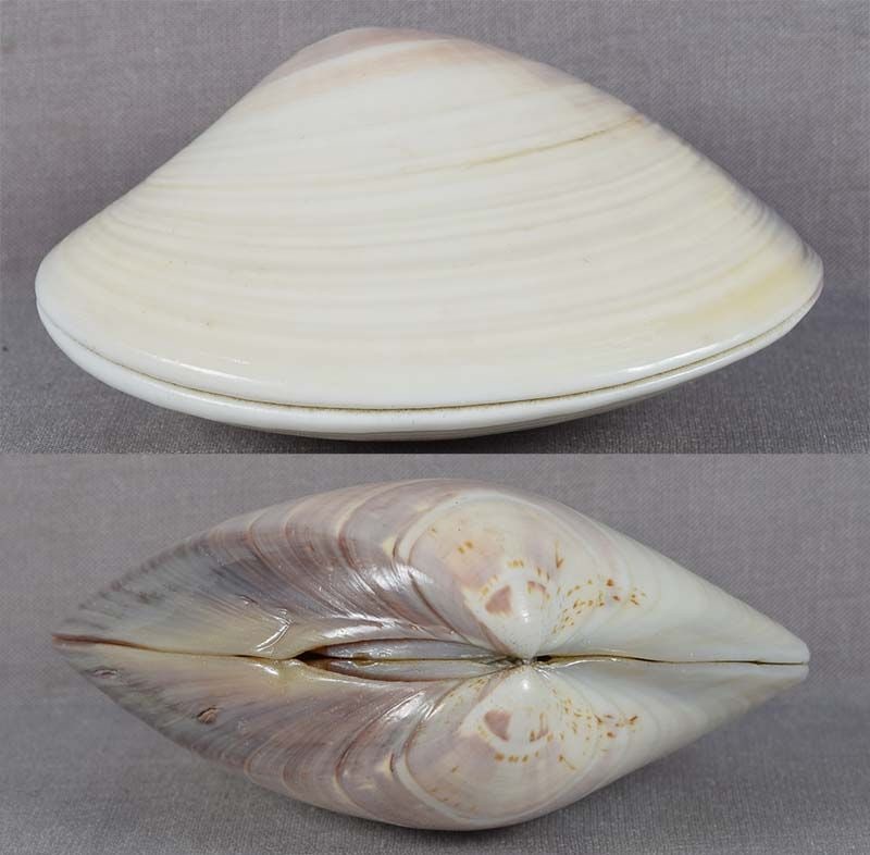 Tea ceremony SHUNGA KOGO clam shell LACQUER CHERRY by TOGAI - 2