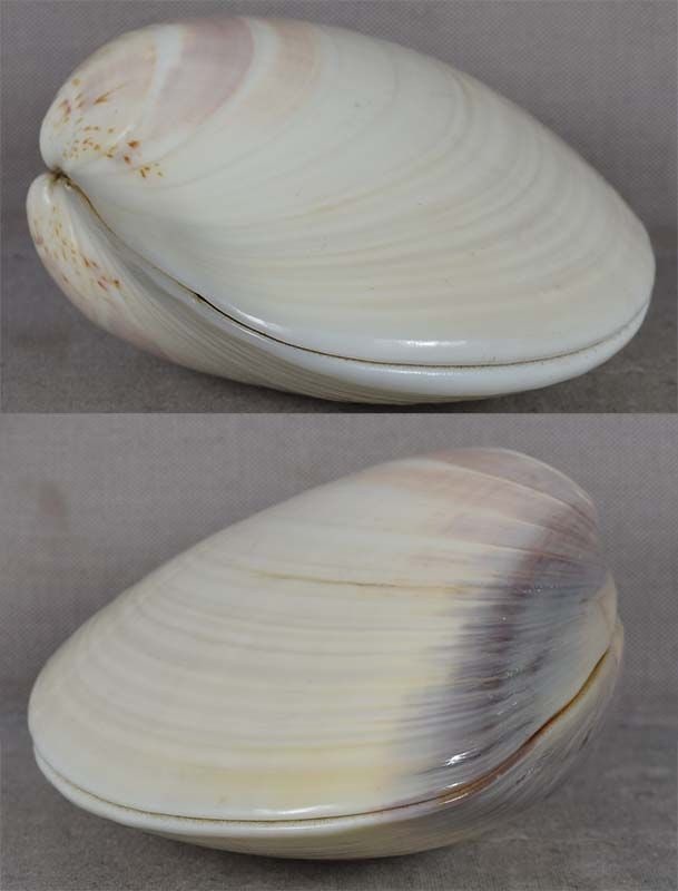 Tea ceremony SHUNGA KOGO clam shell LACQUER CHERRY by TOGAI - 3