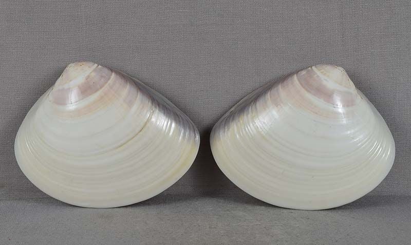 Tea ceremony SHUNGA KOGO clam shell LACQUER CHERRY by TOGAI - 4