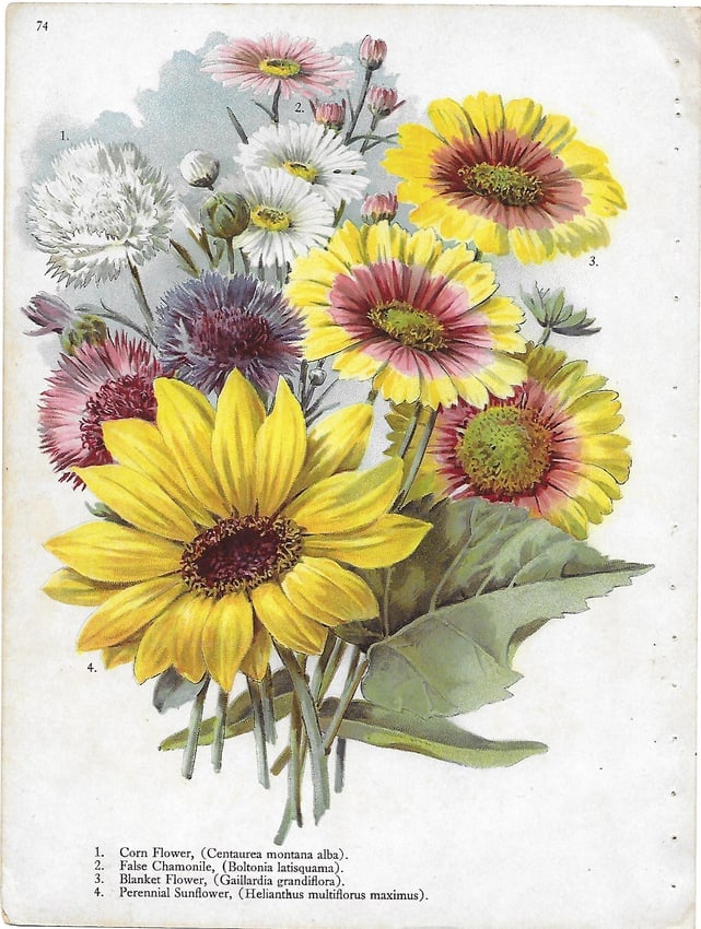 Cornflowers...-antique botanical print: Lot Title: Cornflowers...-antique botanical print Author/Artist: Alois Lunzer Date: c1900 Source: First National Nurseries catalog, Rochester Size/Format: 9.75 x 7.25 inchew Process: Chromolithography