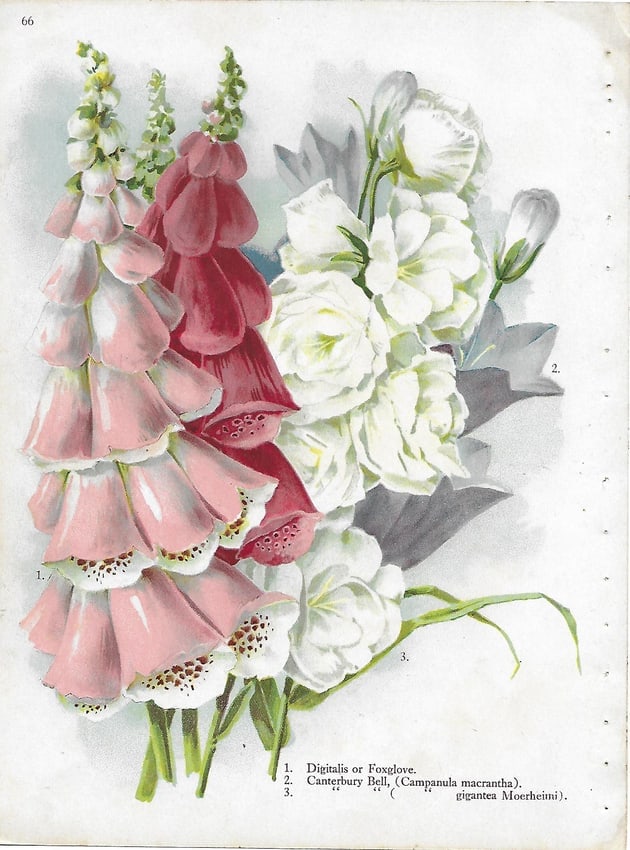 Digitalis, Canterbury Bell - antique botanical print: Lot Title: Digitalis, Canterbury Bell - antique botanical print Author/Artist: Alois Lunzer Date: c1900 Source: First National Nurseries catalog, Rochester Size/Format: 9.75 x 7.25 inches Process: