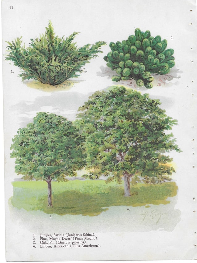 Trees - Juniper pPine Oak Linden - antique landscaping print: Lot Title: Trees - Juniper pPine Oak Linden - antique landscaping print Author/Artist: Alois Lunzer Date: c1900 Source: First National Nurseries catalog, Rochester Size/Format: 9.75 x 7.25 inches Proc