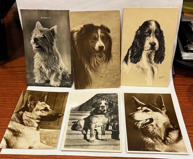 Collection of 17 Real Photo PC Various Breeds (1 of 4)