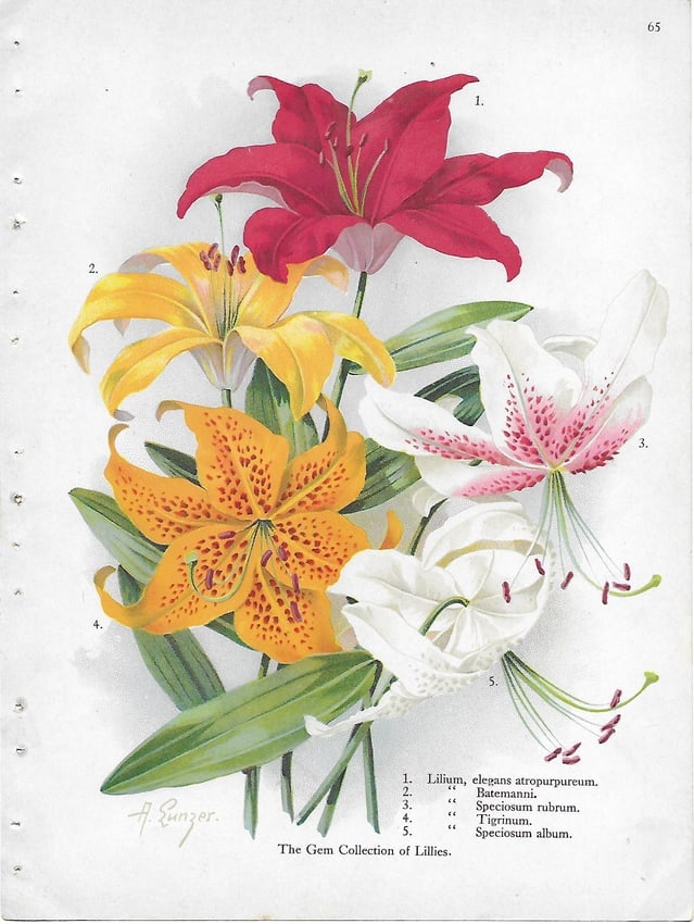 Collectioon of Lillies - antique botanical print (1 of 1)