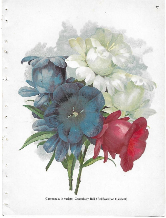 Campanula varieties - antique botanical print: Lot Title: Campanula varieties - antique botanical print Author/Artist: Alois Lunzer Date: c1900 Source: First National Nurseries catalog, Rochester Size/Format: 9.75 x 7.25 inches Process: Chromolith